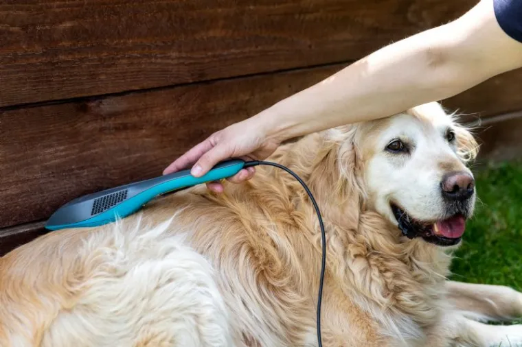 Cold Laser Therapy for Dogs: A Comprehensive Buying Guide