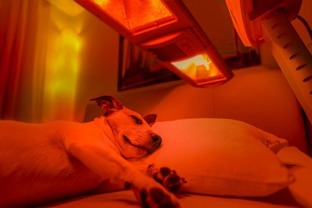 dog-using-red-light-therapy-bed